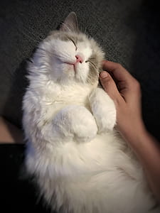 cat lying on gray textile thumbnail