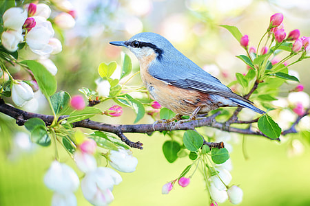 gray and brown bird on flower tree branch thumbnail