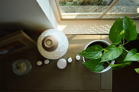 green leaf plant near window thumbnail