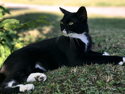 tuxedo cat lying on grass field thumbnail