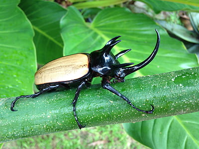 black and brown hercules beetle thumbnail
