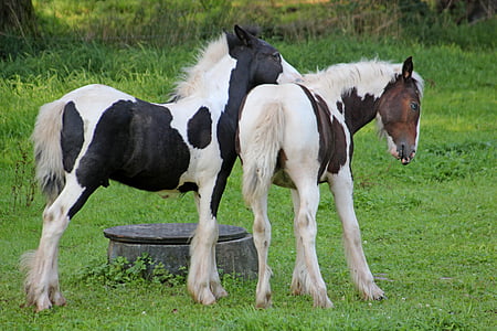 two ponies standing on grass field thumbnail