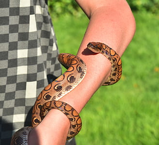 snake rolled on person's arm thumbnail