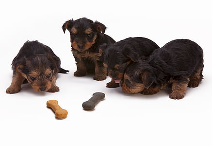 two black and tan German shepherd puppies thumbnail
