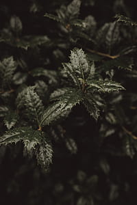 closeup photography of green leaf plants thumbnail