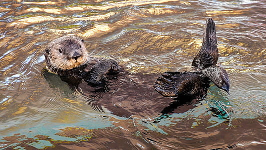 sea lion floating thumbnail