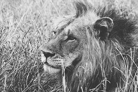 Grayscale of Male Lion on Grass thumbnail