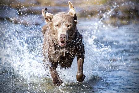 adult chocolate Labrador retriever running in body of water thumbnail