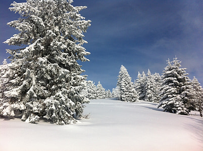 icy pine tree thumbnail