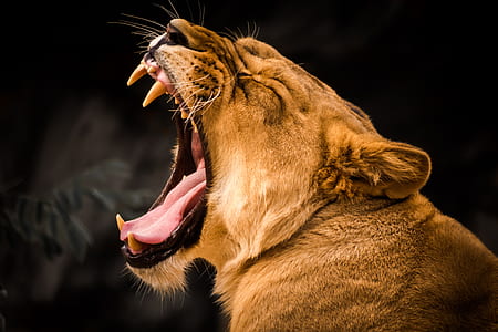 brown lioness portrait photo thumbnail