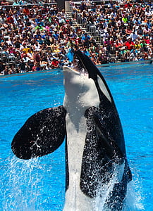 black killer whale performing on pool surrounded by people thumbnail