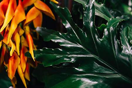Close-ups of green plant leaves thumbnail