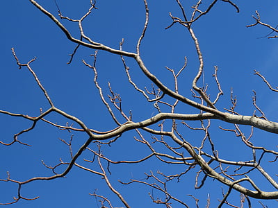 brown tree branches thumbnail