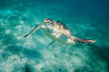 turtle on sea thumbnail