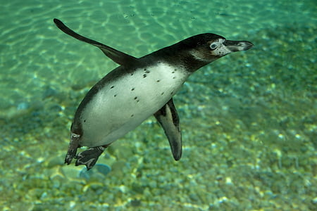 black and white penguin swimming thumbnail
