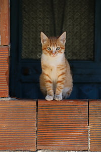 orange tabby cat staring at the camera thumbnail