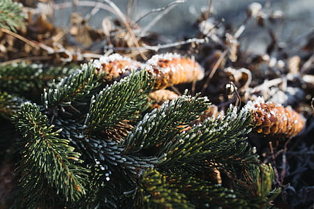 Winter freeze thumbnail