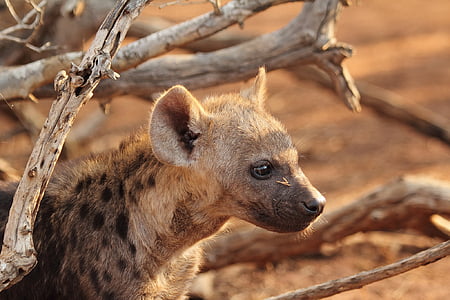 hyena under the shade of branches thumbnail