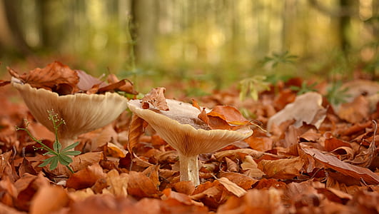 two brown mushrooms thumbnail