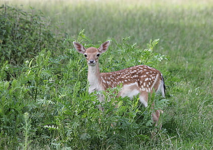 brown deer on green grass field thumbnail