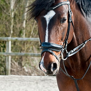 brown horse wearing harness thumbnail