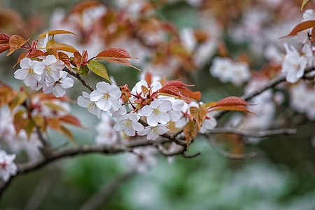selective focus photography of white petaled flowers at daytime thumbnail
