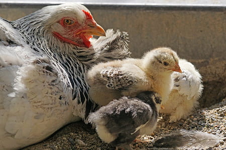 white hen beside chicks thumbnail