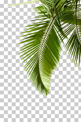 Paper Arecaceae Leaf Palm branch Tree, Leaf pattern, green leafed tree PNG clipart