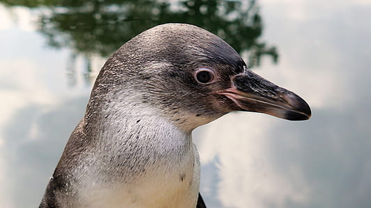 shallow focus photography of black and white penguin thumbnail