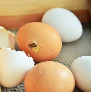 brown chicken egg thumbnail
