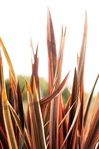 closeup photo of red linear leafed plant thumbnail