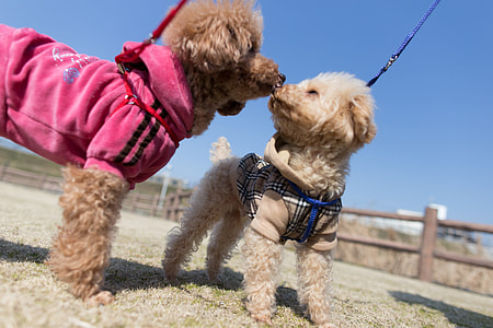 two toy Poodle dog standing on ground during daytime thumbnail