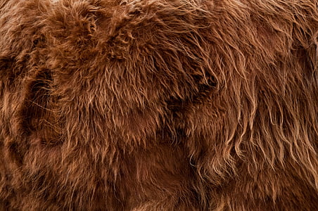 highlander, animal, fur, backdrop, background, brown thumbnail