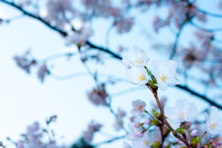 selective focus photograph of cherry blossom tree thumbnail