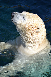 polar bear swimming during daytime thumbnail