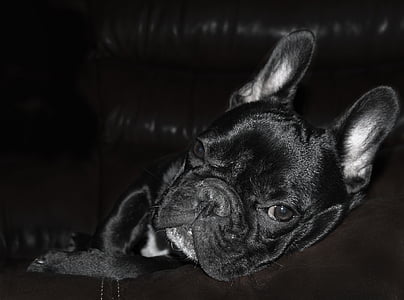 adult black French bulldog lying down thumbnail