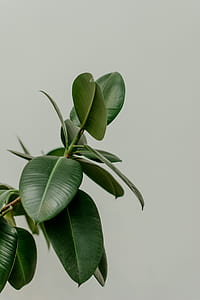 rubber plant beside gray wall thumbnail