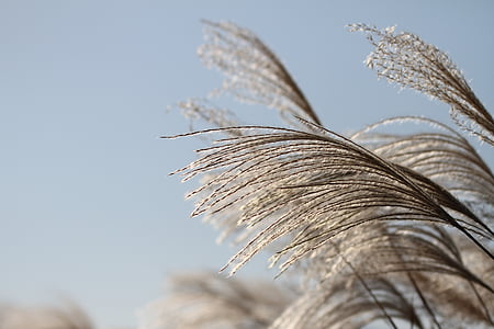 close-up photo of grass seeds during day thumbnail