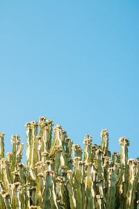 close-up of cactus plant thumbnail