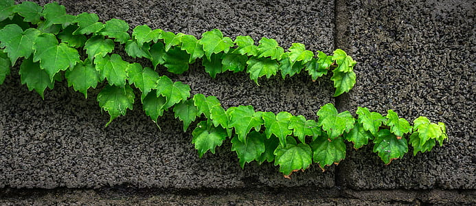 green plan on grey concrete surface thumbnail