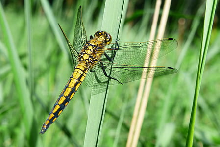 brown dragonfly perched on green leafed plant thumbnail