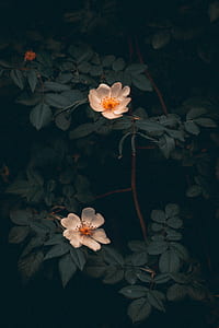 closeup of white flowers thumbnail