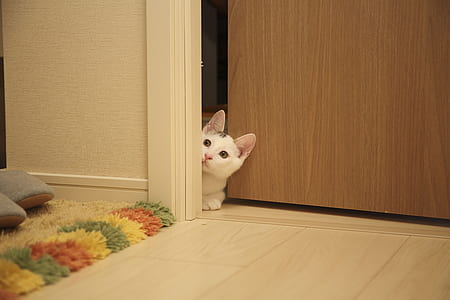 photo of white and black cat on door thumbnail