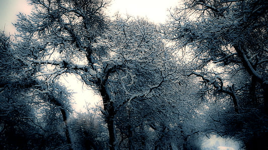 tree painting thumbnail