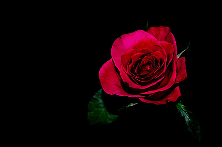 close-up photo of red rose flower thumbnail