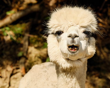 Llama close-up photo thumbnail