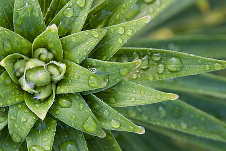 selective photo of green plant thumbnail