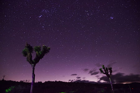Two Trees Under Purple Sky thumbnail