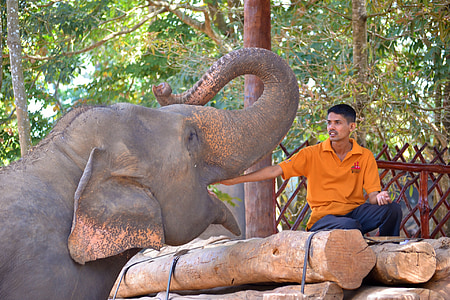 gray elephant beside man during daytime thumbnail