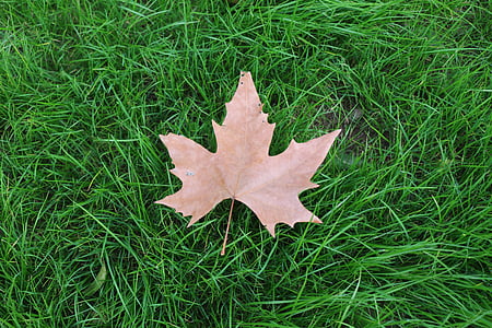 brown maple leaf on grass field thumbnail